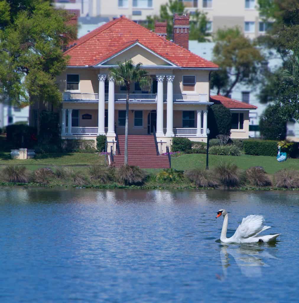 Swan on Lake Morton in front of the Ruthvens office